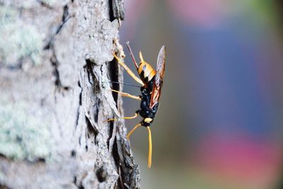 Close-up of insect