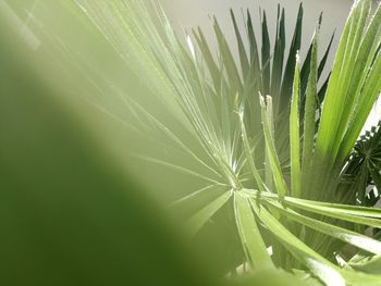 Close-up of dew on plant