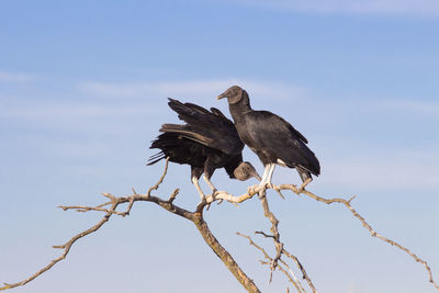 Low angle view of birds perching on tree against sky