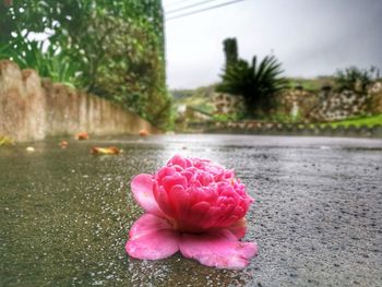 Close-up of pink flower against trees