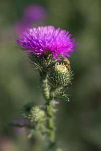 Close-up of thistle blooming outdoors