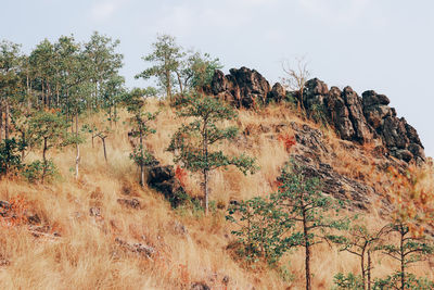 Plants growing on land against sky