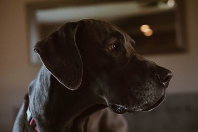 Close-up of dog looking away at home