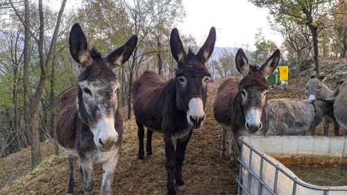 Horses standing in a row