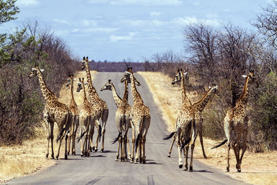 Panoramic view of giraffes walking on road