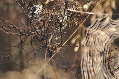 Close-up of dry plant on branch