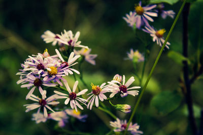 Close-up of flowers blooming outdoors