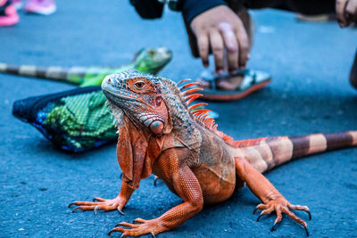 Iguana with a beautiful body color