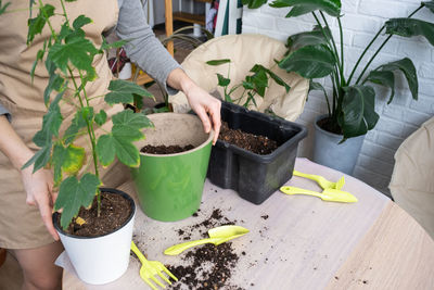 Close-up of potted plant