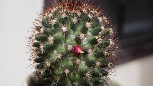 Close-up of mammillaria mammillaris cactus 