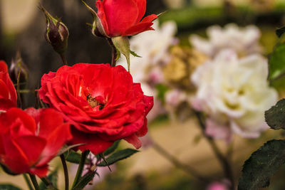 Close-up of red rose blooming outdoors