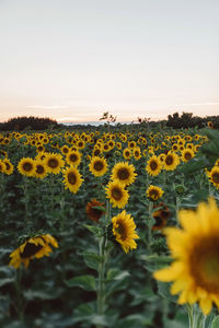 Scenic view of sunflower field against clear sky