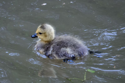 Duck swimming in lake