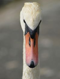 Close up of a bird