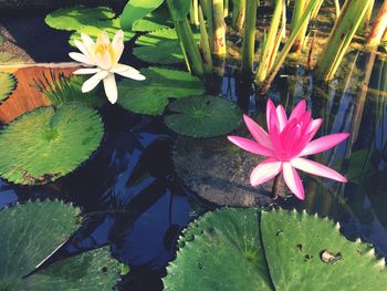 Close-up of lotus water lily