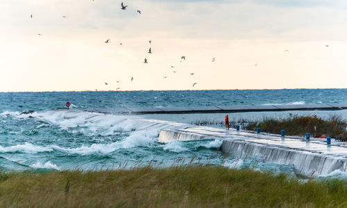 Seagulls flying over sea against sky