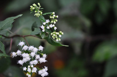 Close-up of white flowers blooming outdoors