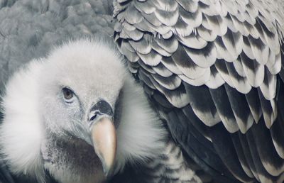 Close-up of eagle