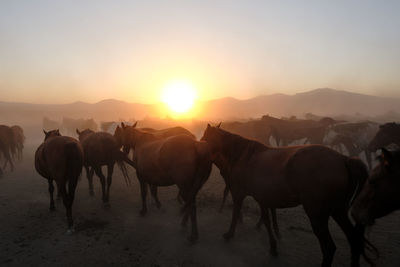 Horses on field against sky during sunset