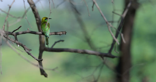 animal wildlife