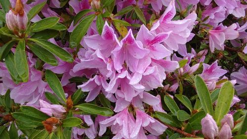 Close-up of pink flowers