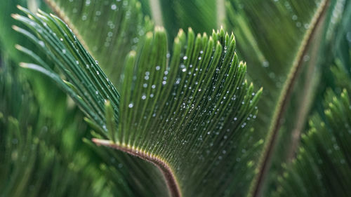 View of cycas revoluta after rain. after rain, water stay at leaf in cycas revoluta.