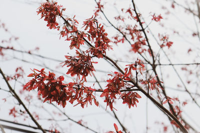 Low angle view of maple tree against sky