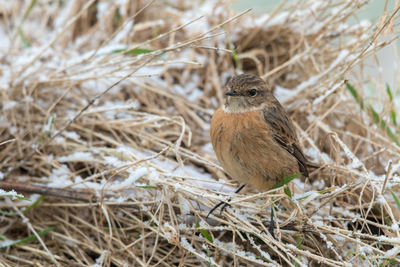 Close-up of bird perching on ground