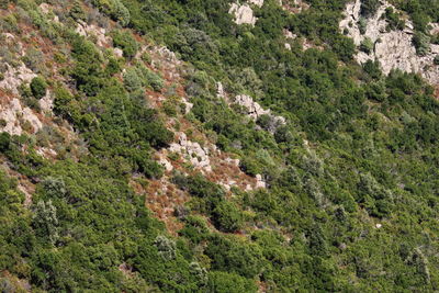 High angle view of trees on mountain