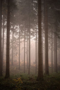 Pine trees in forest