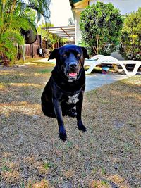 Black dog on tree