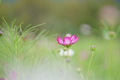 Close-up of pink flowering plant