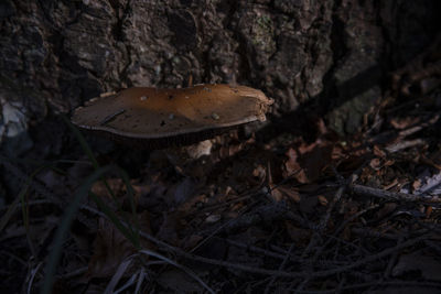 Close-up of mushroom growing on tree trunk