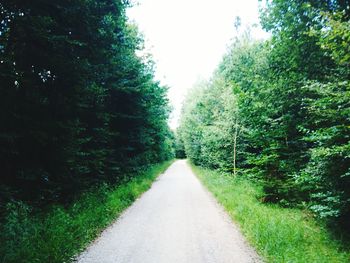 Road passing through forest