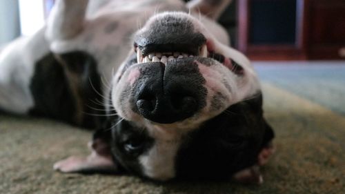 American staffordshire terrier lying on back