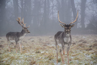 Deer standing on grassy field during foggy weather