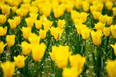 Close-up of yellow flowering plants on field