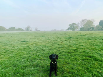 Dog on field against sky
