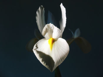 Close-up of white flower