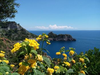 High angle view of wildflowers on beach