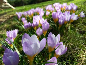 Close-up of purple flowers blooming in field