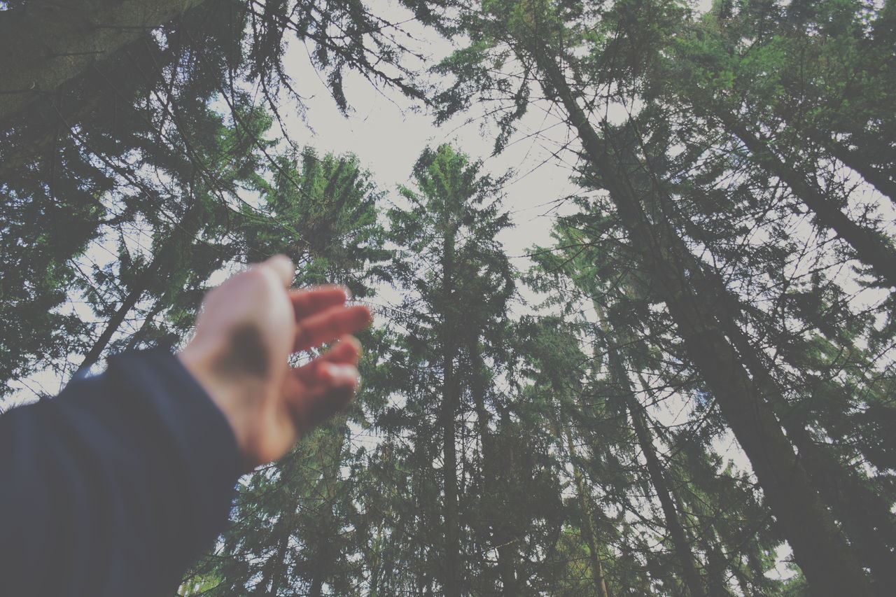 lifestyles, tree, leisure activity, young adult, headshot, person, young men, holding, head and shoulders, front view, human face, close-up, day, waist up, nature, outdoors