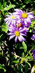 Close-up of purple flowering plants