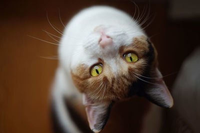 Cat with yellow green eyes from above sitting and looking straight into camera