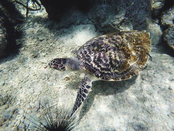 High angle view of turtle in sea