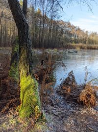 Plants growing on land by lake in forest