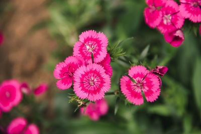 Close-up of pink flowering plants in park