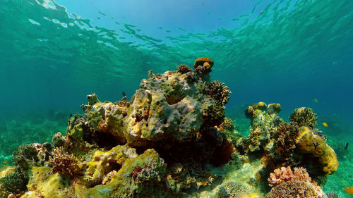 View of fishes swimming in sea