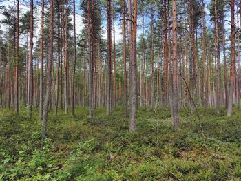 View of trees in forest