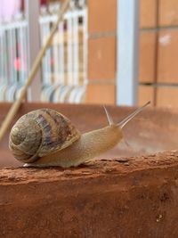 Close-up of snail